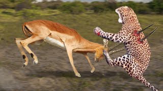 Grant’s Gazelle Knock Down Cheetah With Horns To Save His Baby  Impalas Horns Too Dangerous [upl. by Kirit721]