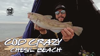 Cod Crazy Fishing Chesil Beach  Catching Cod with Wayne  Dorset Coast [upl. by Yelsew]