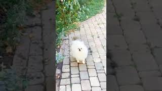 cute Pomeranian puppy barking video shorts viralshorts youtubeshorts trendingshorts trending [upl. by Longerich709]