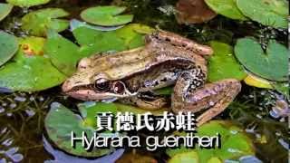 Hylarana guentheri 貢德氏赤蛙 [upl. by Marden65]