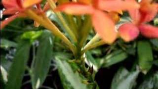 Easy Epidendrum Orchid Care [upl. by Hardden]