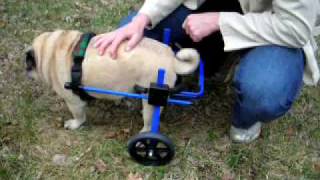 A Dog Wheelchair can be a Life Changer for your Older Dog [upl. by Kono]