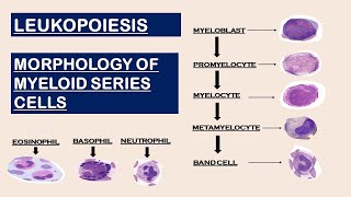 Leukopoiesis  Morphology of Myeloid Series cells [upl. by Anaejer]