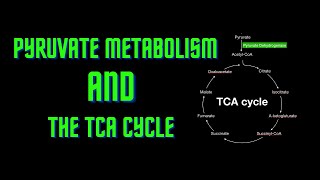 USMLE Step 1  Lesson 57  Pyruvate Metabolism and the TCA Cycle [upl. by Wolfe77]