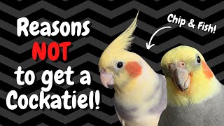 Cockatiels as Pets 7 Reasons NOT to Get One  BirdNerdSophie [upl. by Nitnerb419]