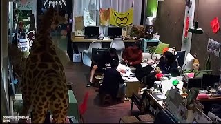 Security Cam Shows Moment Earthquake Hits Taiwan [upl. by Nazay]