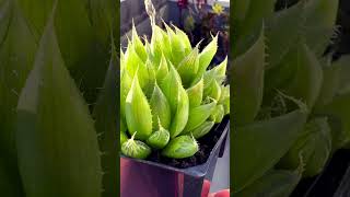 Haworthia Cooperi plants succulentsplanterspot garden succulent succulentlife [upl. by Aynnat110]