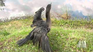 Florida Everglades  The Anhinga Trail [upl. by Socram461]