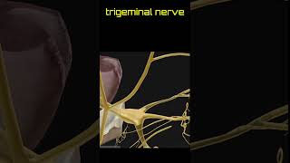 trigeminal nerve  opthelmic maxillary and mandibular branches anatomy 3danimation nerve [upl. by Ecargyram]