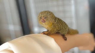 Very Cute Tiny Marmoset Monkey [upl. by Komsa]