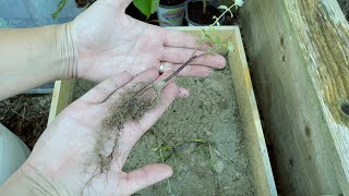 Propagating Anise Hyssop From Cuttings [upl. by Mac]