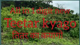 Teetar kyago  तितर का कयागो [upl. by Ruosnam]