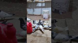 pigeon kabootar shortsvideo [upl. by Paddy391]