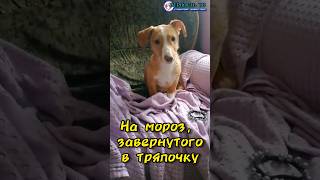 Метис таксы найден на улице пристраивается❤️ Телефон для связи в видео [upl. by Zampardi]