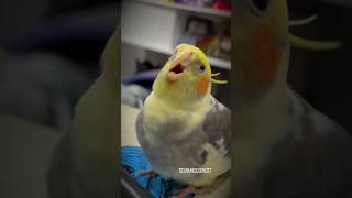 Funny Cockatiel Sings Mood Swings Headbangs amp Silly Screams  Tiel Named Loubert [upl. by Airdni]