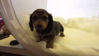 Jones MINI DACHSHUND puppy Shaded cream longhair male [upl. by Limay749]