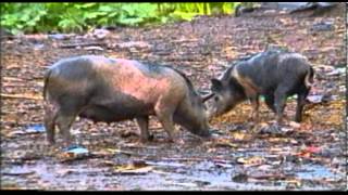 African Swine Fever [upl. by Nnylanna]