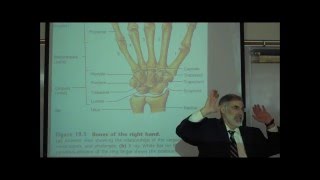 THE UPPER APPENDICULAR SKELETON by Professor Fink [upl. by Tildi]