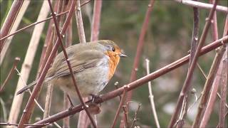 Winter Classical Music [upl. by Hamas]