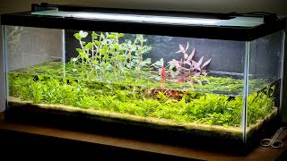 Ecosystem Paludarium  Riparium with Emergent Aquarium Plants Flood [upl. by Lanta]