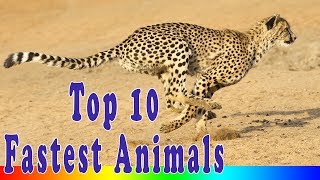 Top 10 Fastest Animals in the World [upl. by Edithe]