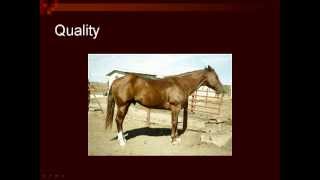 UNL Horse Judging Conformaton 2mov [upl. by Lladnek]