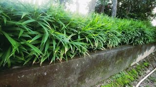 कम खर्चे में अदरक की खेती कैसे करें। अदरक की खेती growing Ginger [upl. by Arnuad]