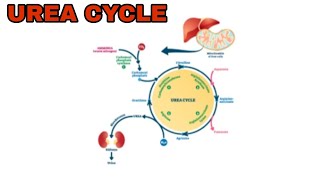 UREA CYCLE  ORNITHINE CYCLE  TS SET ONLINE COACHING  COMPLETE ZOOLOGY [upl. by Mccartan339]