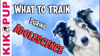 What to train during adolescence  Professional dog training [upl. by Atiuqin48]