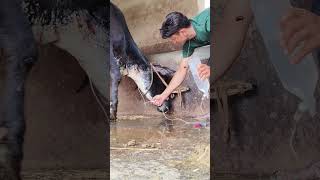 Intravenous Infusion of dextrose in jugular veiniv saline for a cow [upl. by Tish]