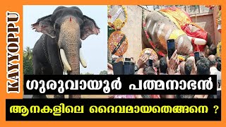 ഗുരുവായൂർ പദ്മനാഭന്റെ കഥ  guruvayoor padmanabhan elephant  malayalam kerala  kayyoppu [upl. by Elise]