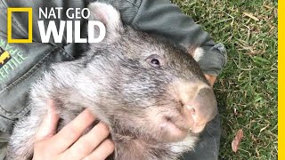 George the Wombat Begins New Life in the Wild  Nat Geo Wild [upl. by Salesin609]