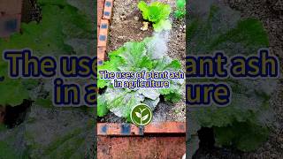 The uses of plants ask in agriculture shortvideo plants garden howto viralvideo agriculture [upl. by Nrevel708]