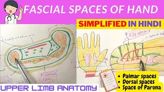 Fascial spaces of hand  Anatomy  Hindi [upl. by Laucsap]