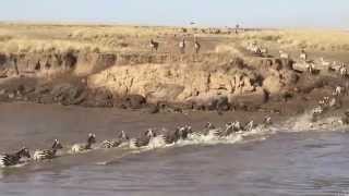 Wildebeest Migration crosses the Mara River [upl. by Acireed]