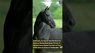 Akhal Teke Horses horse animals war [upl. by Leona]