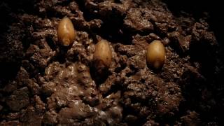 Seed germination to growth time lapse filmed over 10 weeks [upl. by Navetse]