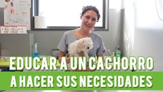 Cómo Educar A Un Cachorro A Hacer Sus Necesidades  Adiestramiento Canino [upl. by Calmas]