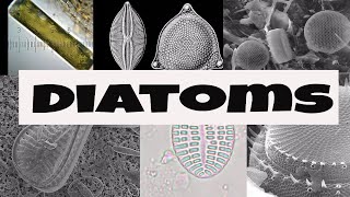 What are Diatoms [upl. by Demha]