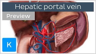 Hepatic Portal Vein preview  Human Anatomy  Kenhub [upl. by Nylasoj]