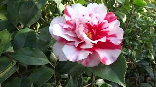 Camellia japonica quotchandleri elegansquot [upl. by Penthea]