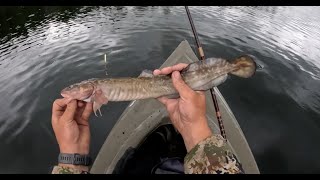 Summer time burbot fishing [upl. by Ynaffets]