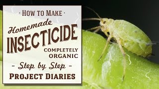 ★ How to Make Homemade Insecticide Complete Step by Step Guide to Killing Garden Pests amp Insects [upl. by Libna]