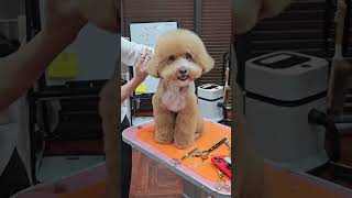 CAVAPOO PUPPY GETTING NEW MUSHROOM CUTTING 🍄 🥺🐾dog puppy pets cute groomer happy [upl. by Agnew]