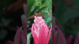 A camera loving dragonfly from the garden bromeliads insects garden shorts [upl. by Esiuole]