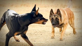 Malinois VS Doberman [upl. by Sankey]