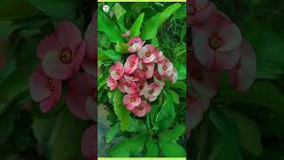 how to care for euphorbia milii plant  euphorbia care tip  plantinfo [upl. by Thor]