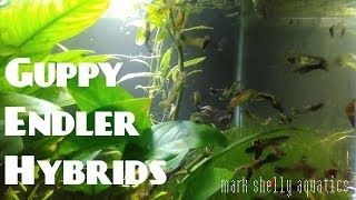 Guppy Endler Hybrids [upl. by Nilauqcaj755]