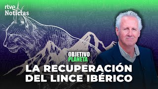 LINCE IBÉRICO LORENZO MILÁ y la RECUPERACIÓN de ESPECIES en PELIGRO  RTVE Noticias [upl. by Lightfoot829]