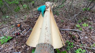 Harvesting Poplar Bark Siding in the Woods  Peeling Logs [upl. by Oiliruam]